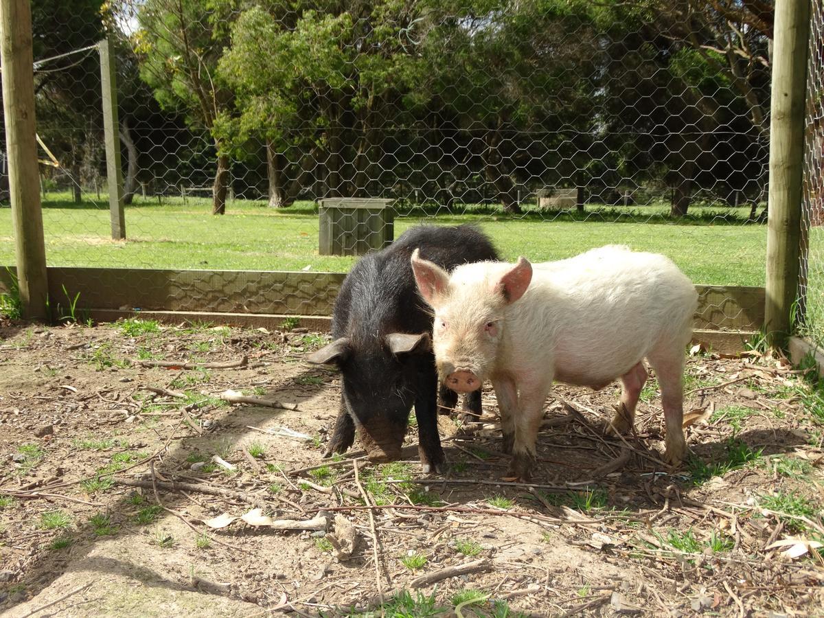 Ripples N Tonic FarmstayVentnor エクステリア 写真